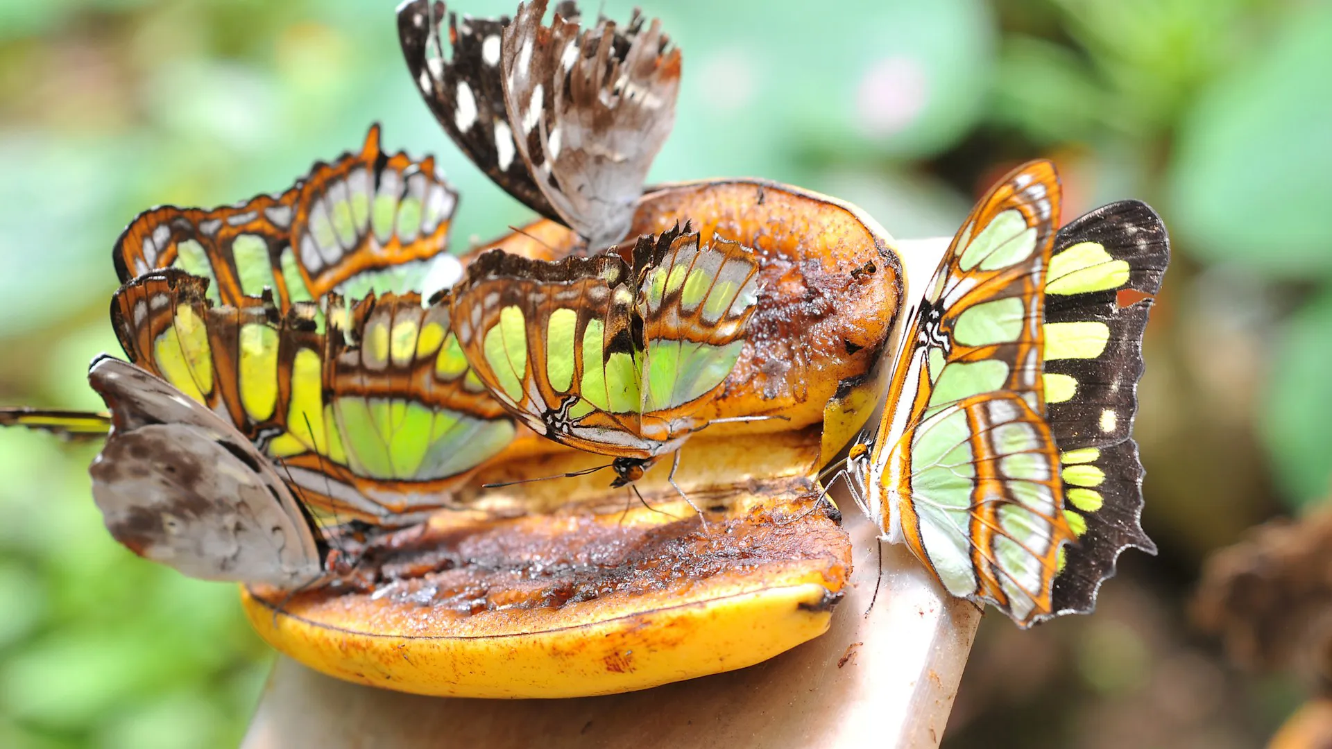 Butterflies feed on a slice of fruit
