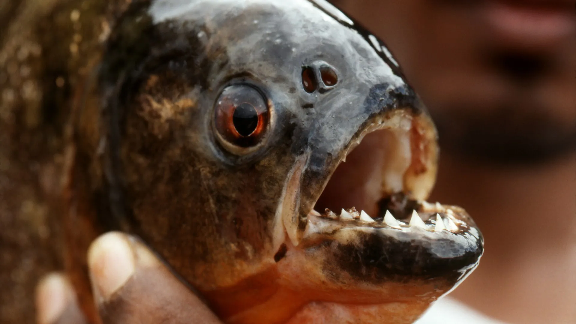 A close up of a piranha