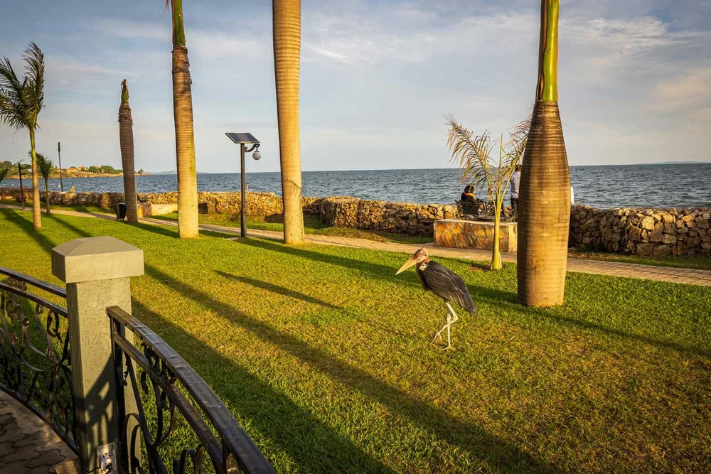 A bird walks on grass by a beach