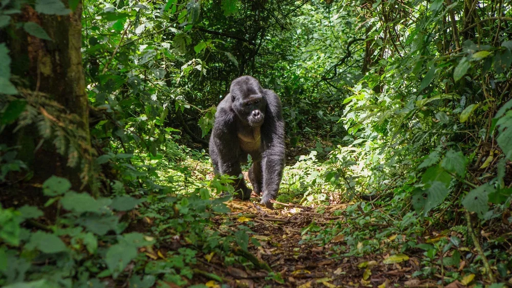 A silverback gorilla walks through a jungle