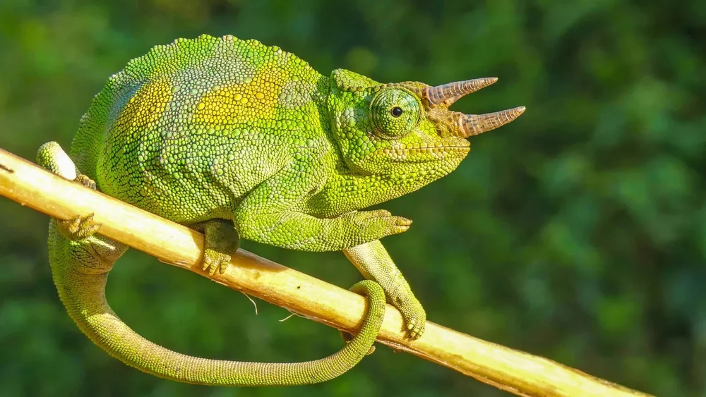 A green chameleon sits on a branch