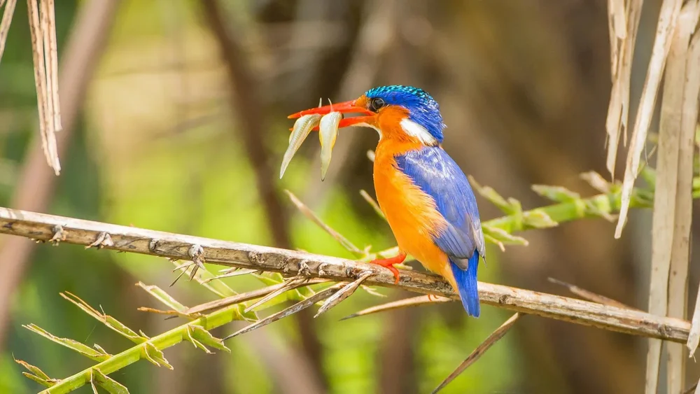 A kingfisher sits on a twig with food in it's beak
