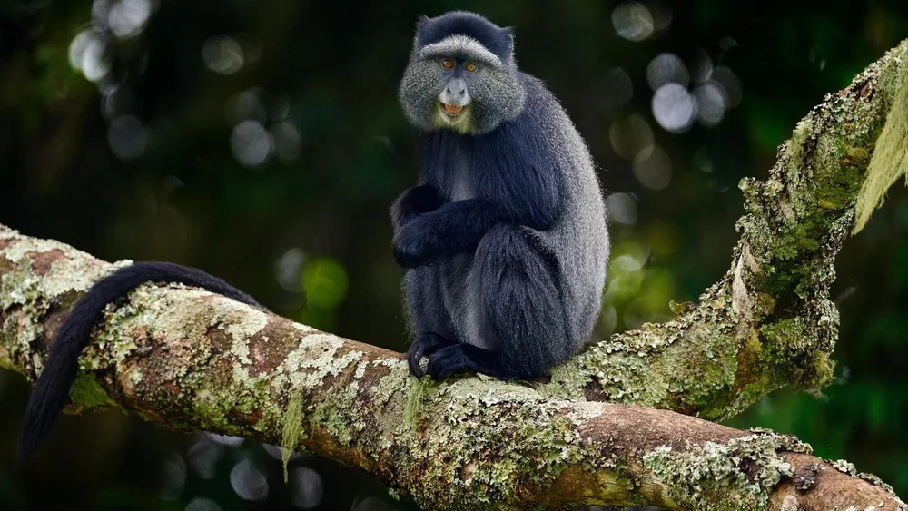 A monkey sits on a tree branch