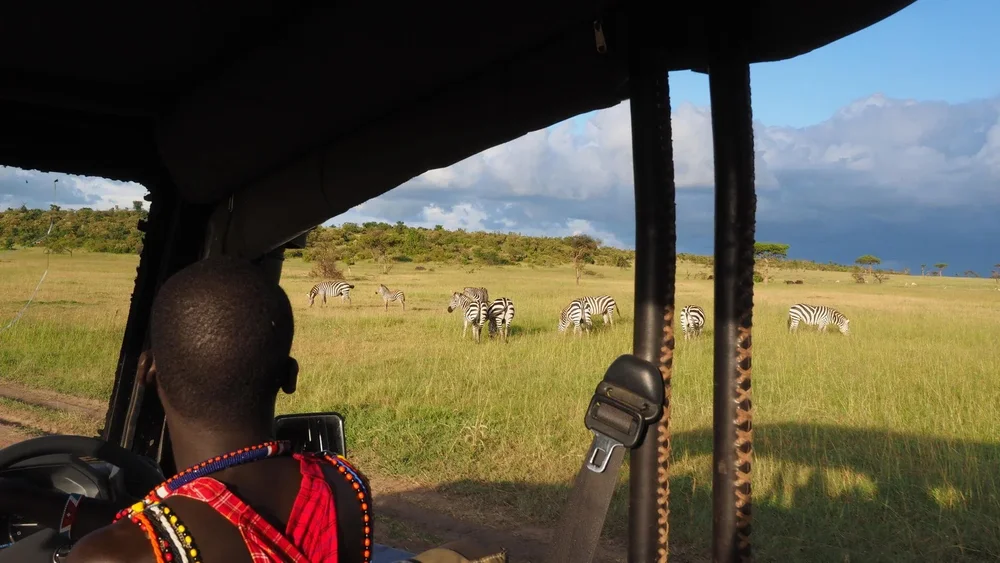 A safari guide looks out of a jeep at zebra
