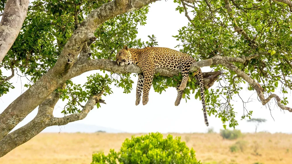 A leopard rests in a tree