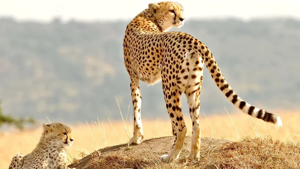 A cheetah gazes out from a perch