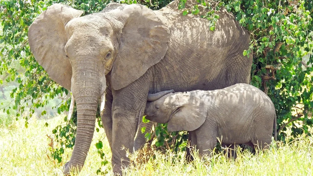 A mother and baby elephant next to trees