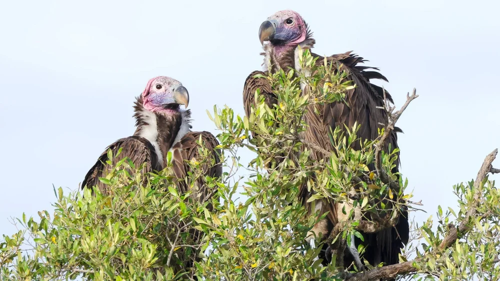 2 vultures sit in a tree