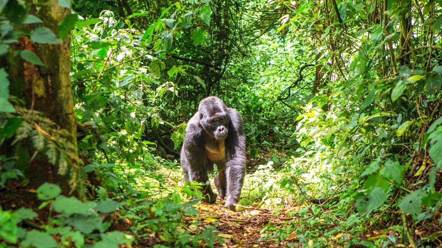 A silverback gorilla treks trhough a jungle