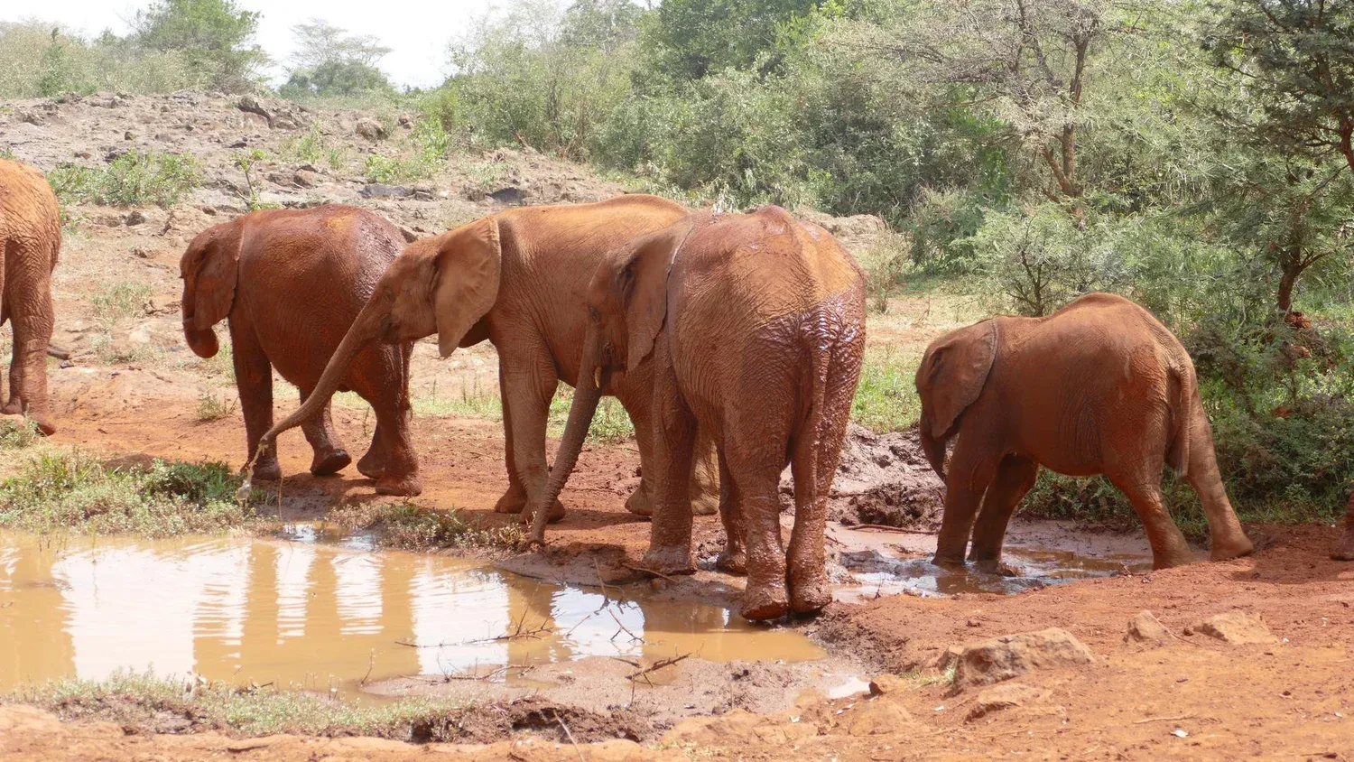 Elephants cross a muddy creek
