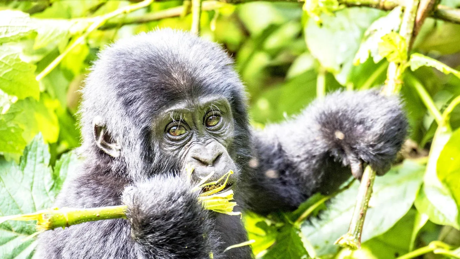 A young gorilla eats in a forest