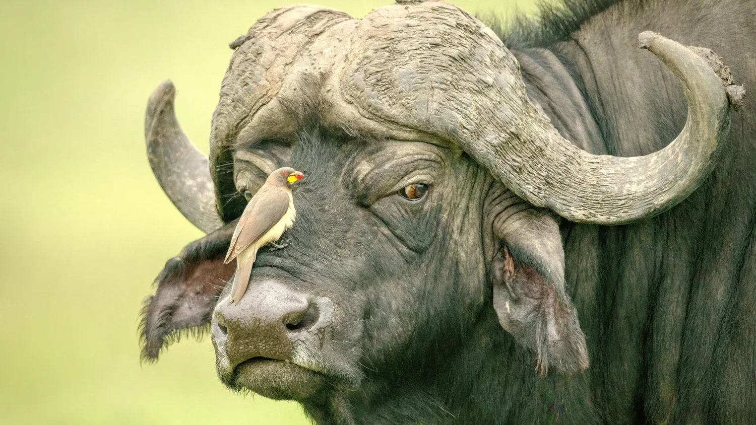 An African buffalo with a bird on his nose