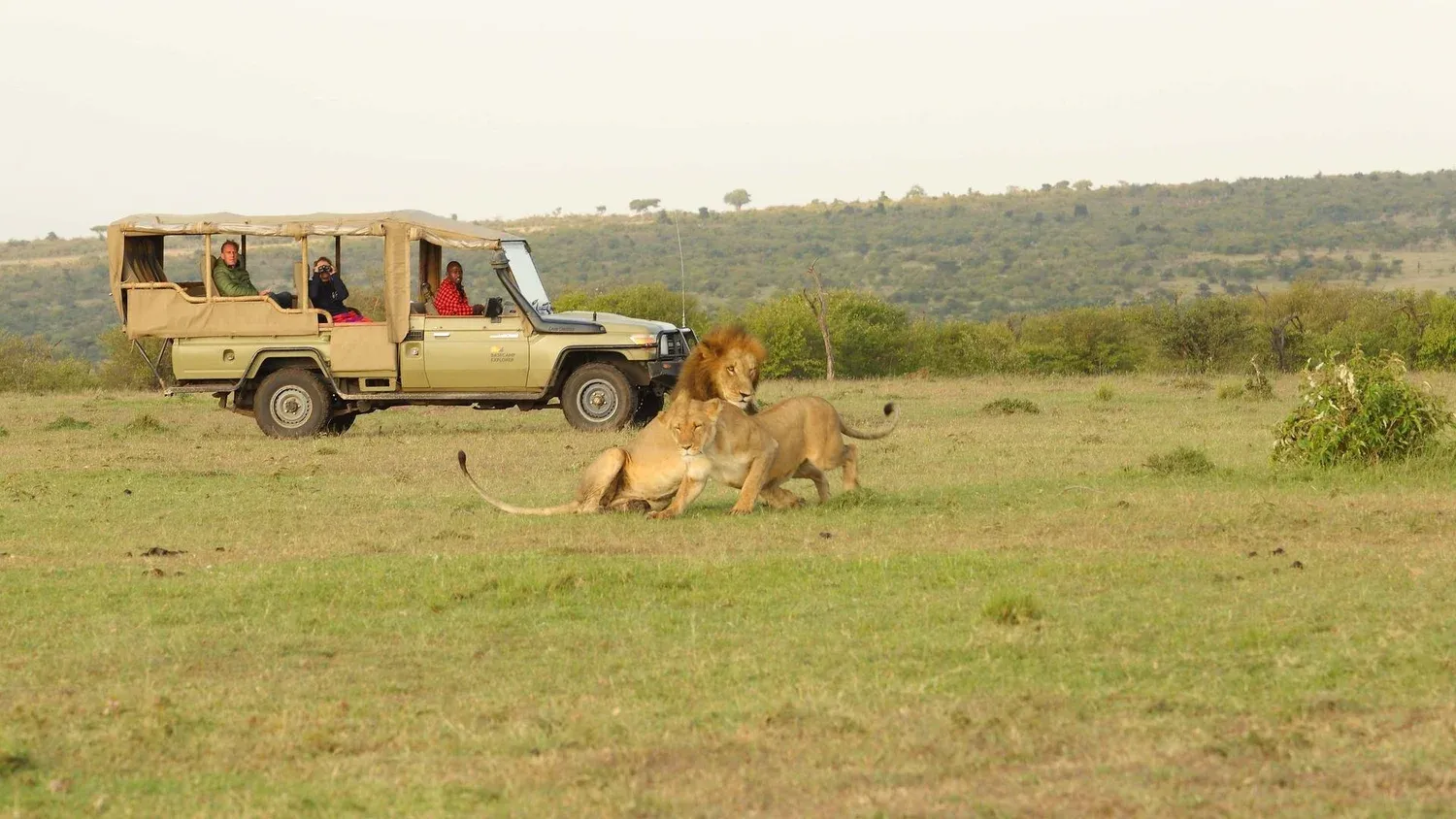 A safari jeep stopped next to playing lions