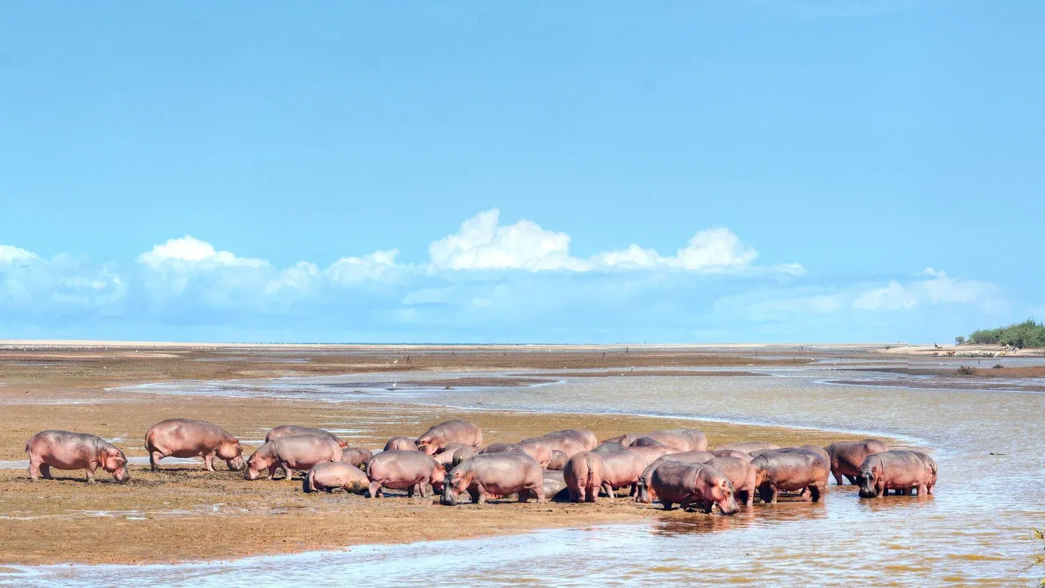A herd of hippos in water