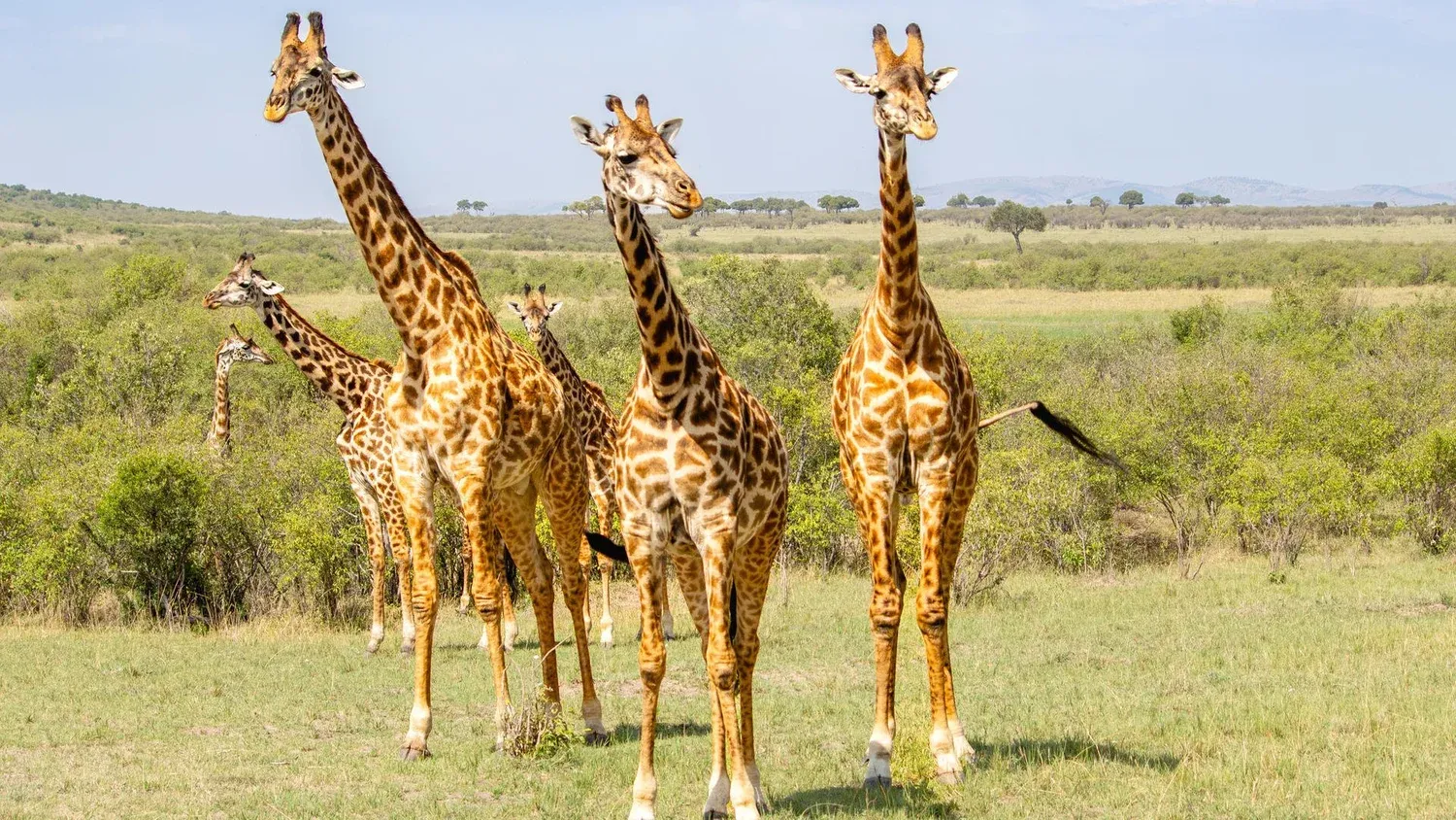 Giraffes standing in Africa