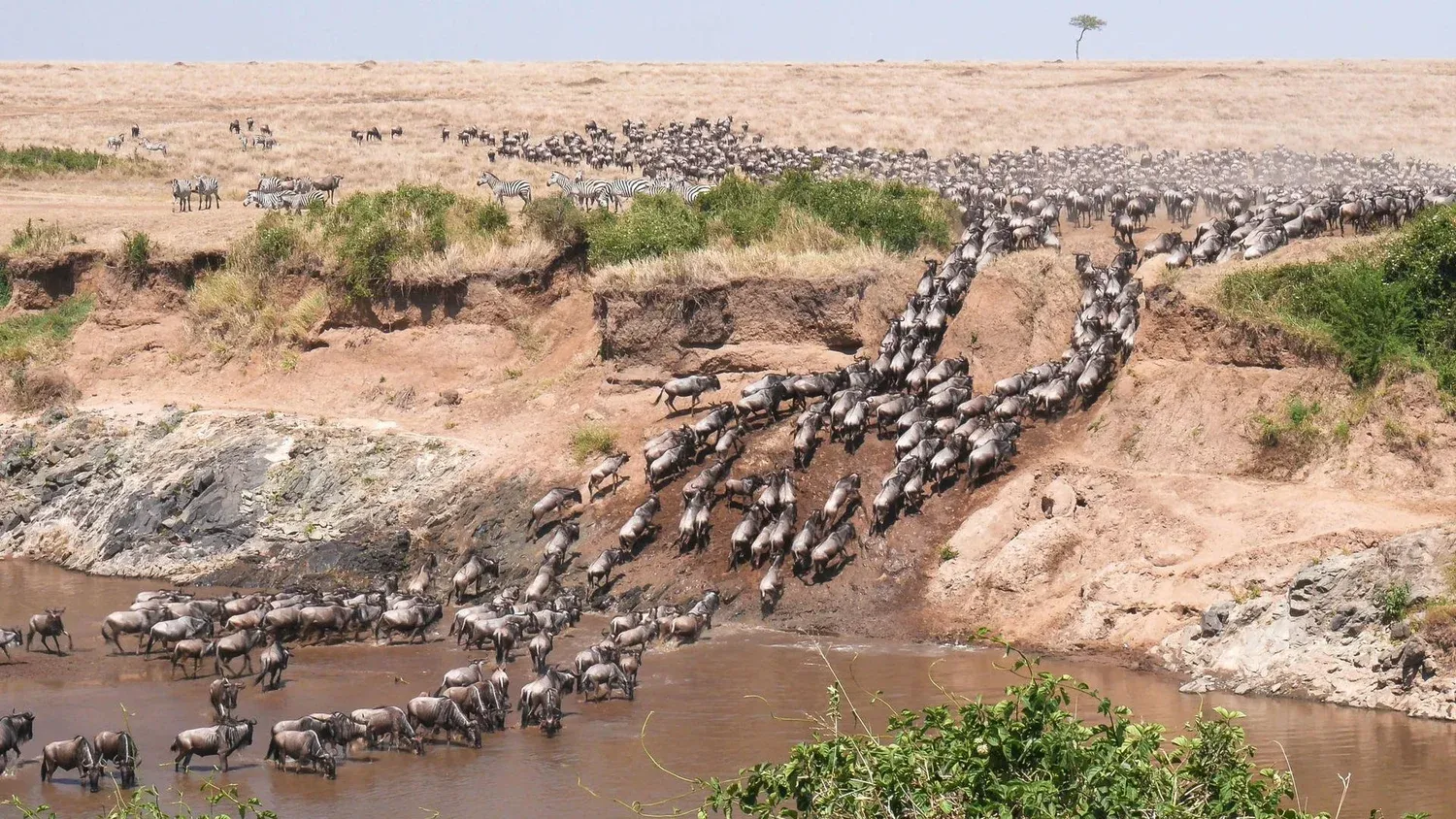 Wildebeest herd crossing river