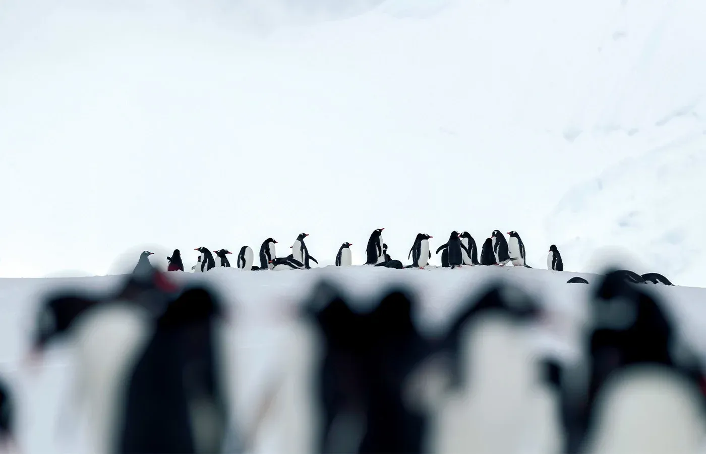 A group of penguins on a snowy hill in Antarctica