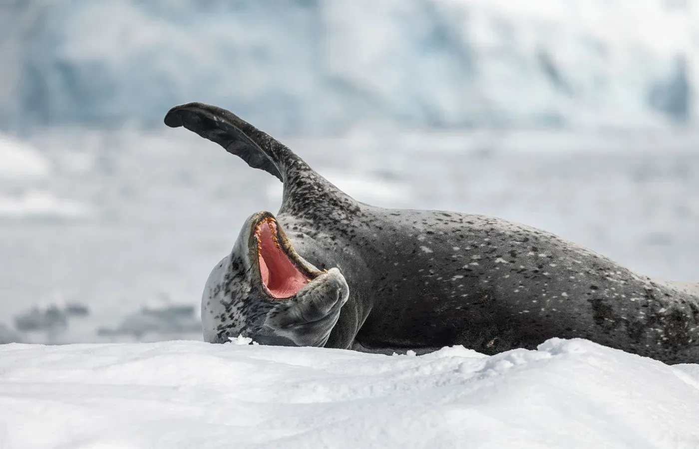 A seal yawns in Antarctica