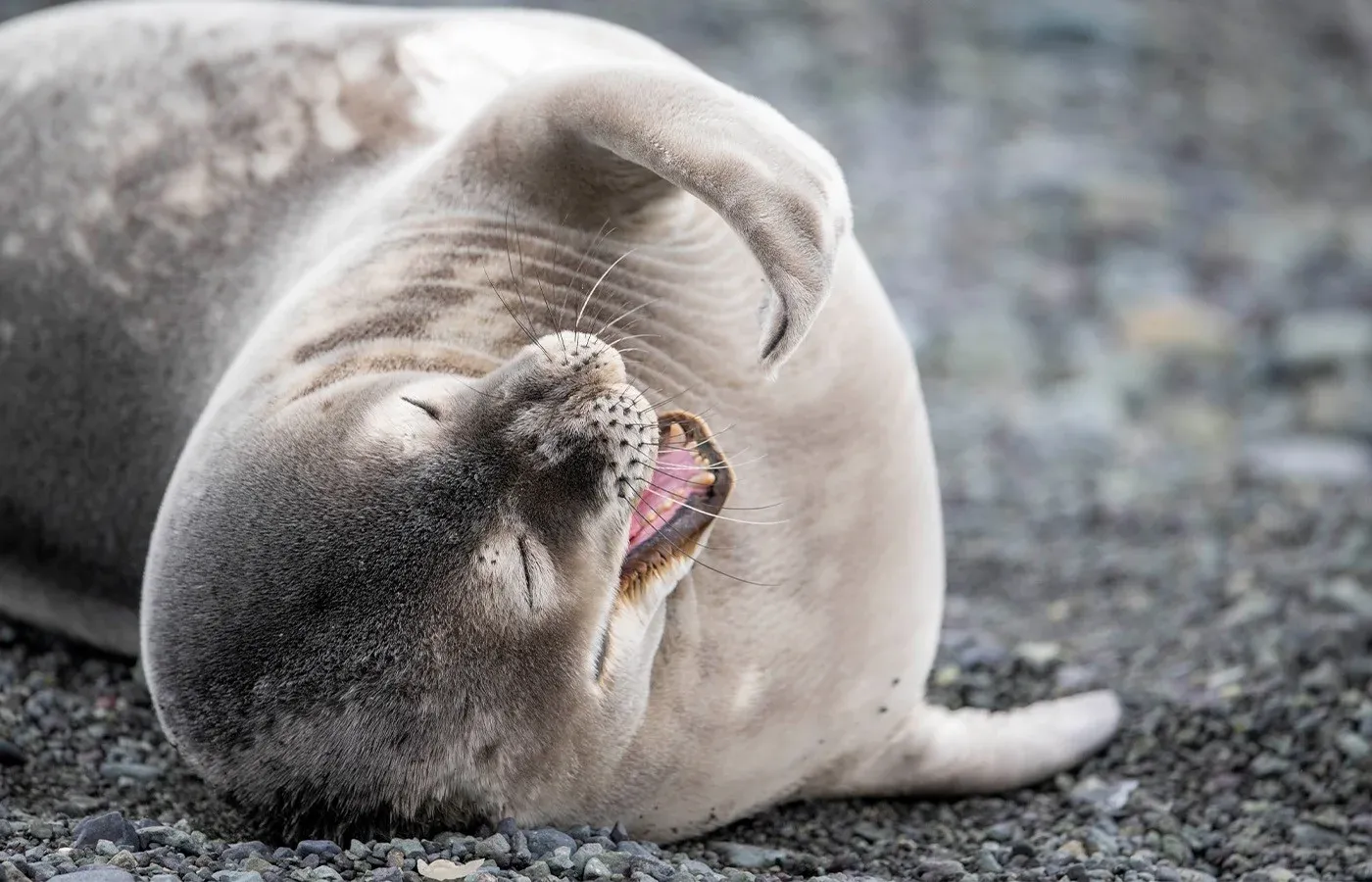 A seal relaxes in Antarctica