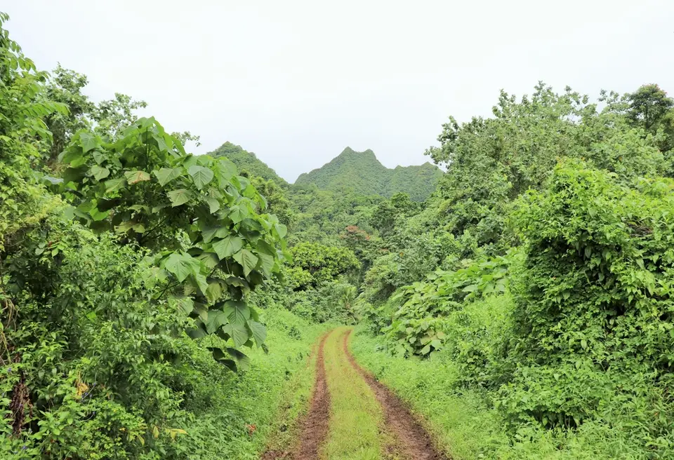 Dirt road through a jungle in Rarotonga