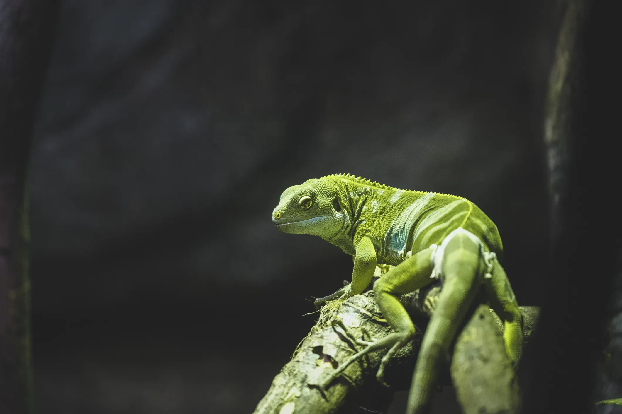 A green Fijian iguana on a branch