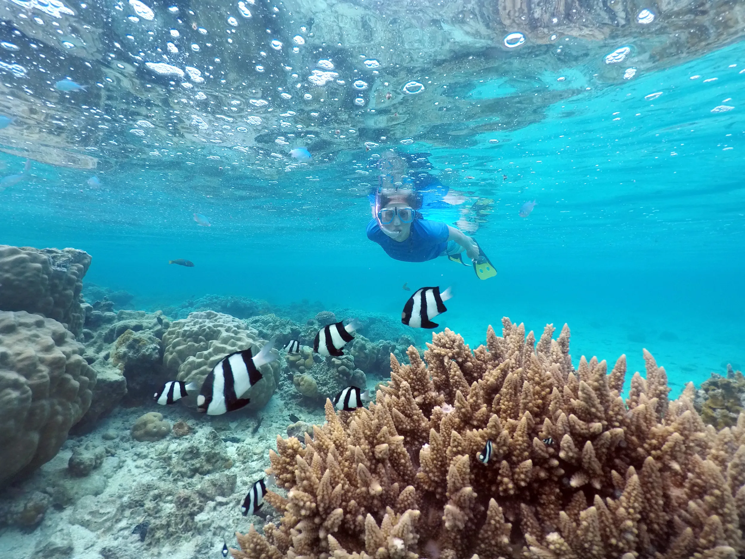 A person snorkels in clear tropic water