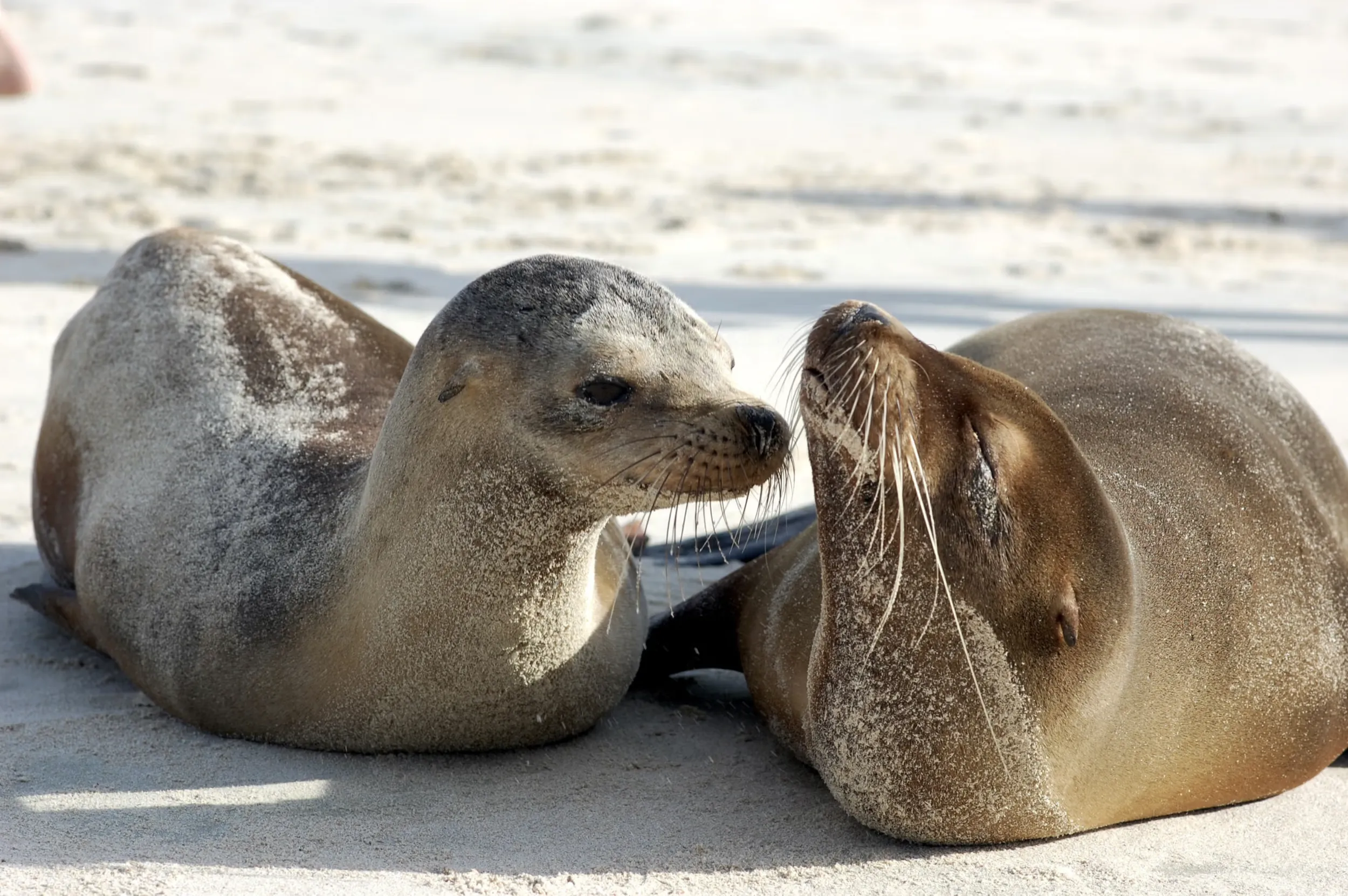 Sea lions play on a sandy beach