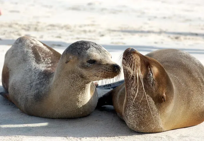 Sea lions snuggle on a sandy beach