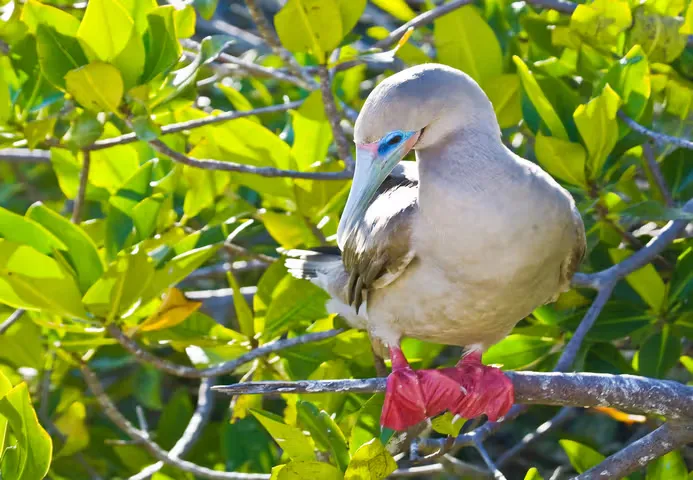 A red-footed boobie in a tree