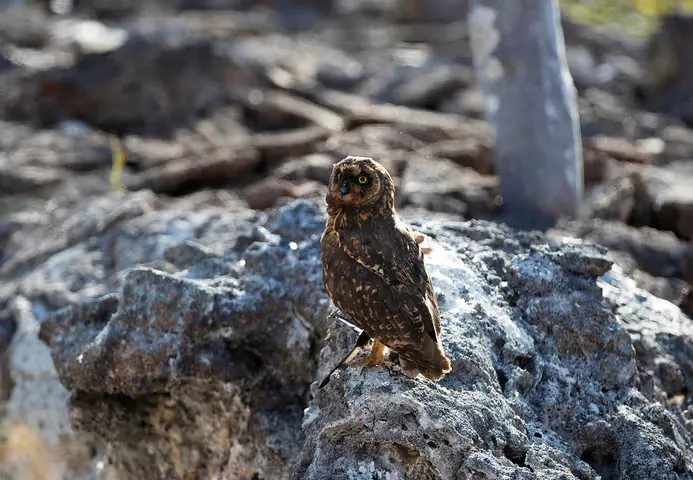 A bird sits on a rock