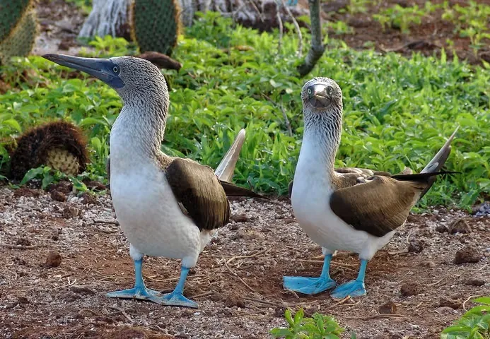 Two blue-footed boobies