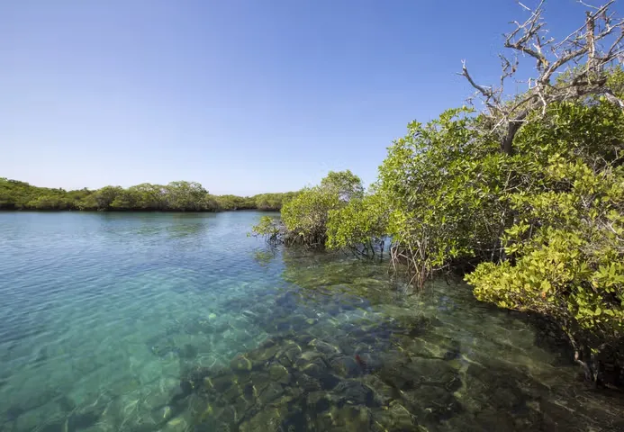 Clear water flows along a mangrove