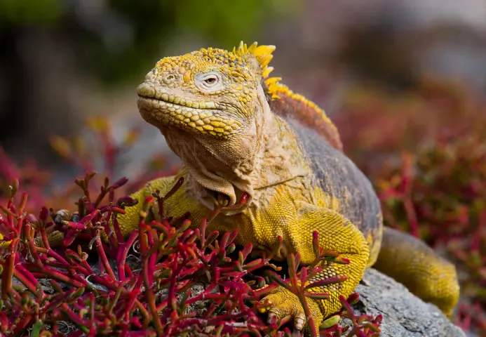 A yellow Galapagos land iguana sits in red foliage