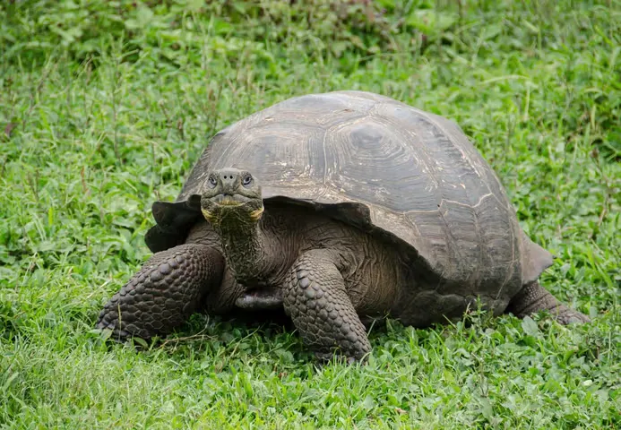 A giant tortoise walks through grass