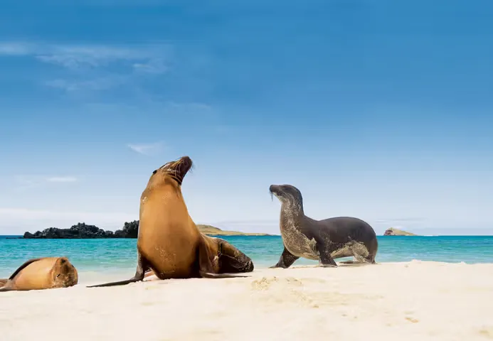 Sea lions play on a white sand beach