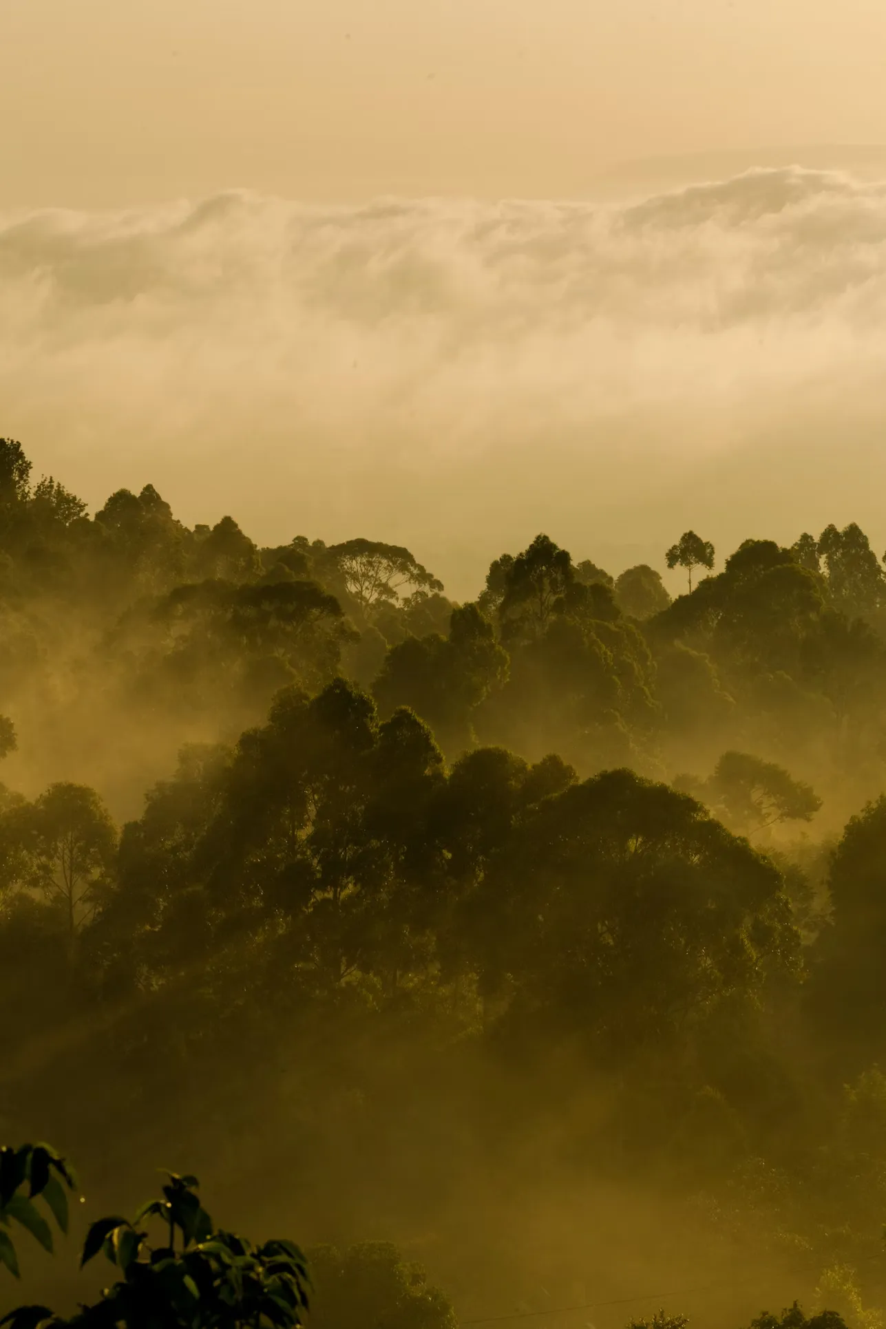 Misty forest on Kilimanjaro