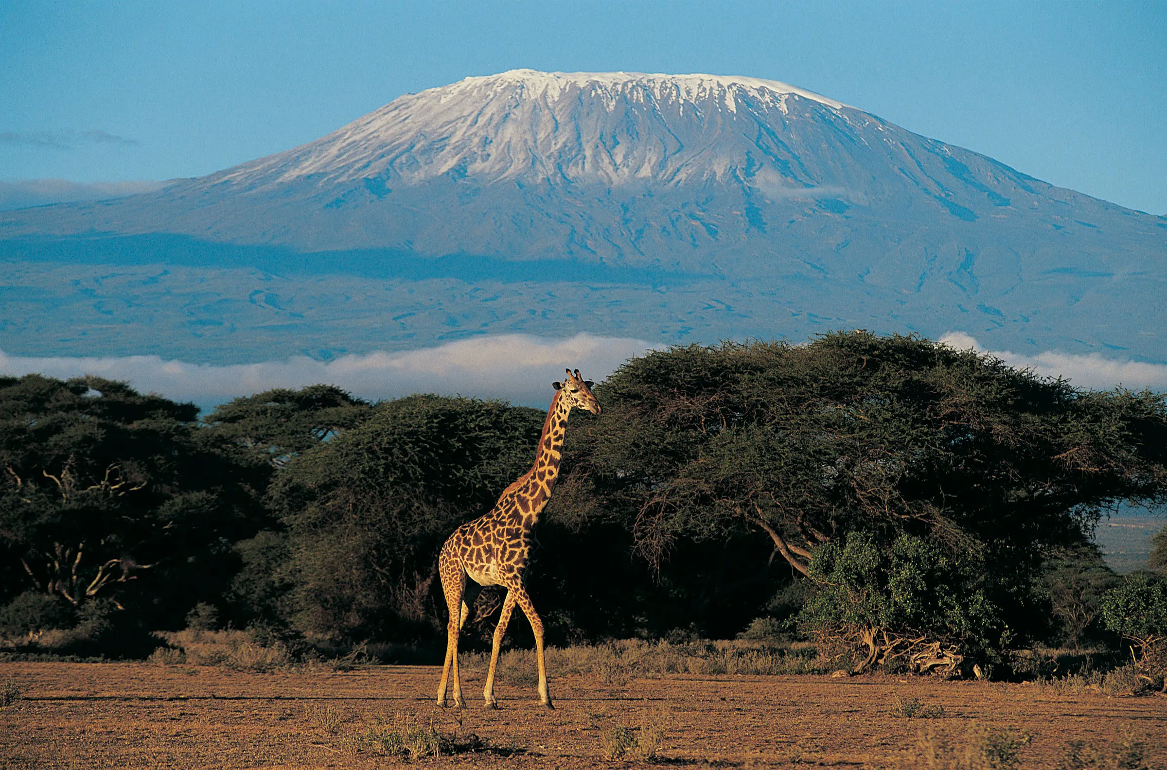A giraffe walks with Kilimanjaro in the distance