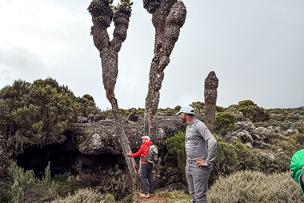 Hikers on Kilimanjaro