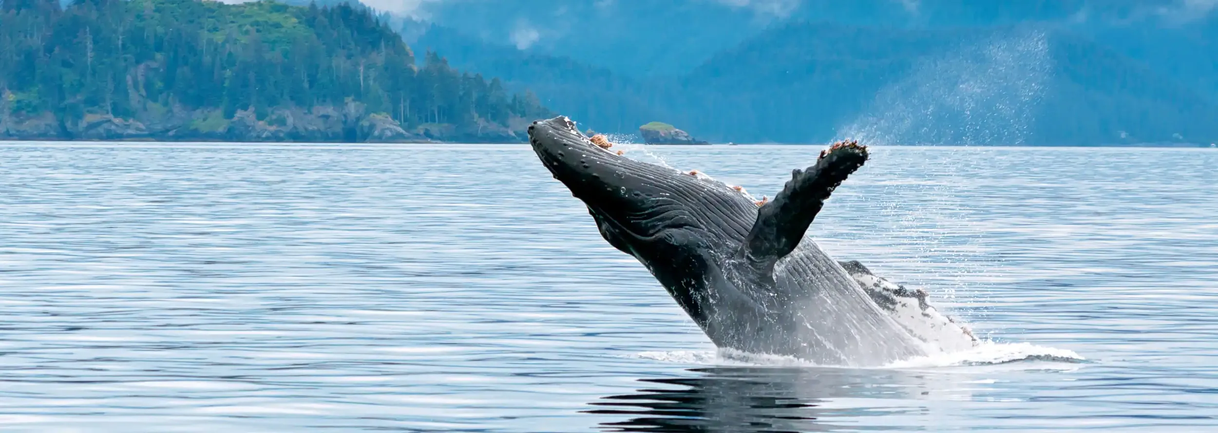 A whale breaches in waters of Alaska