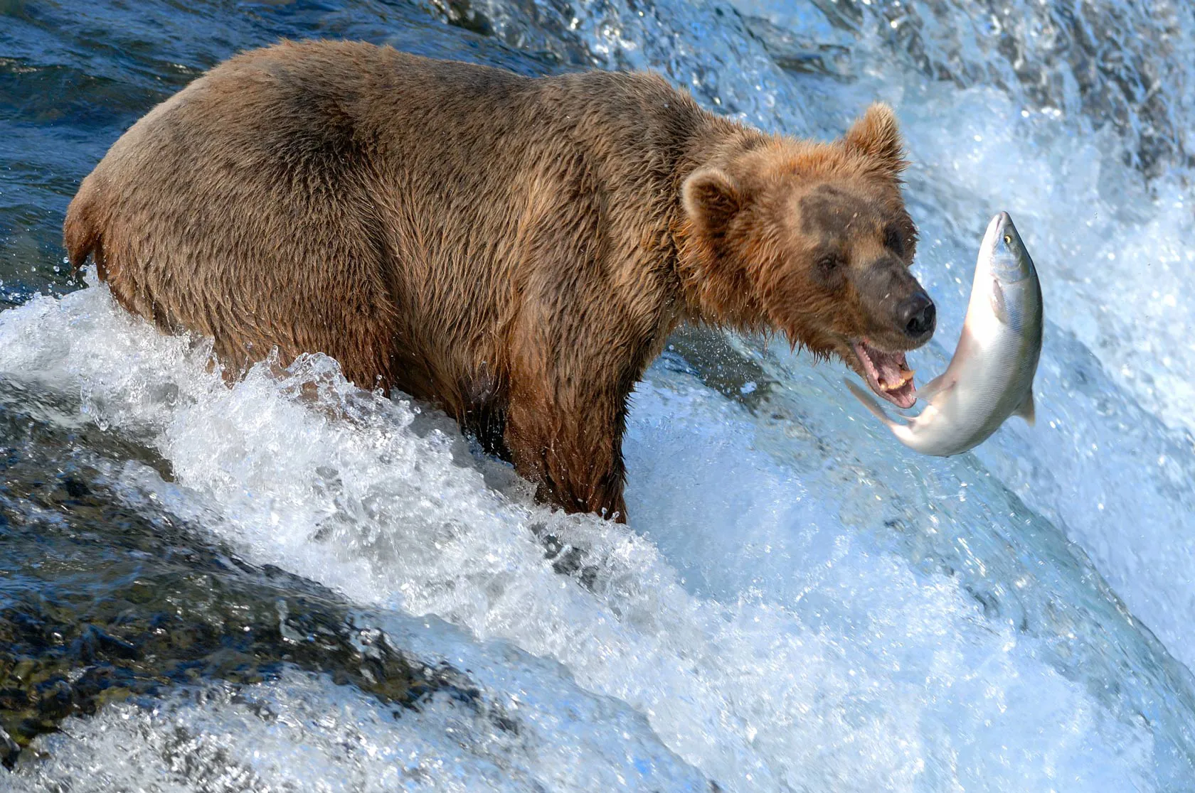 A grizzly bear grabs a salmon from a river
