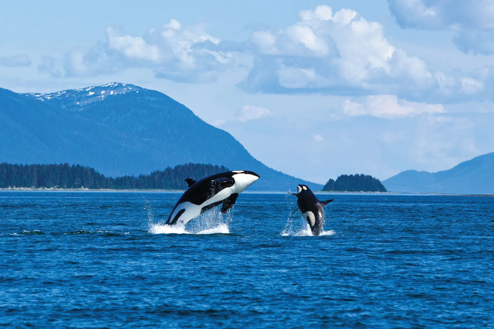 Orcas breach in Alaskan waters