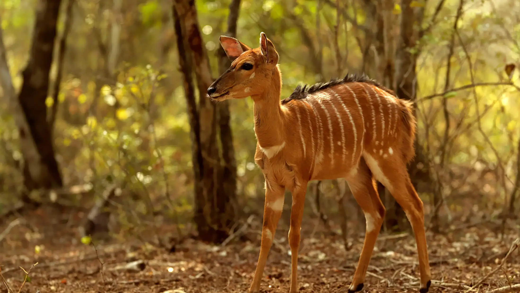 An antelope in South Africa