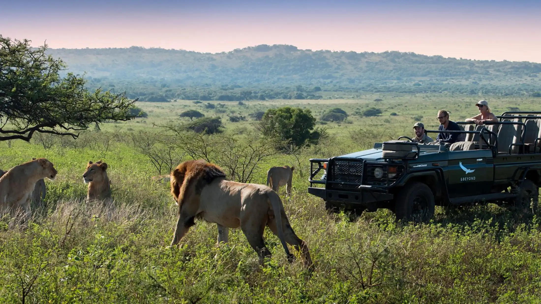 An &Beyond safari jeep next to lions