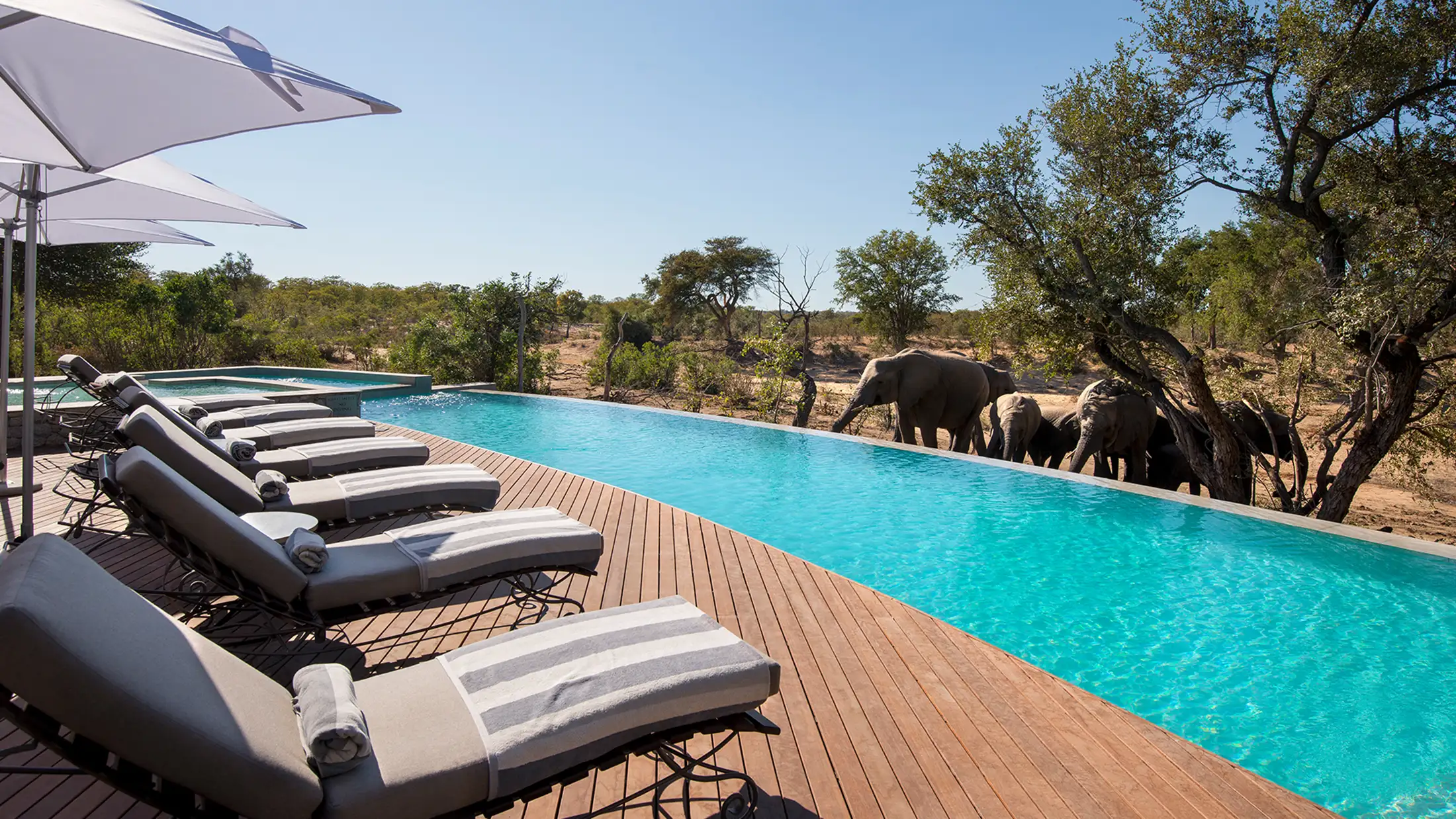 Elephants huddle around a pool at an &Beyond lodge