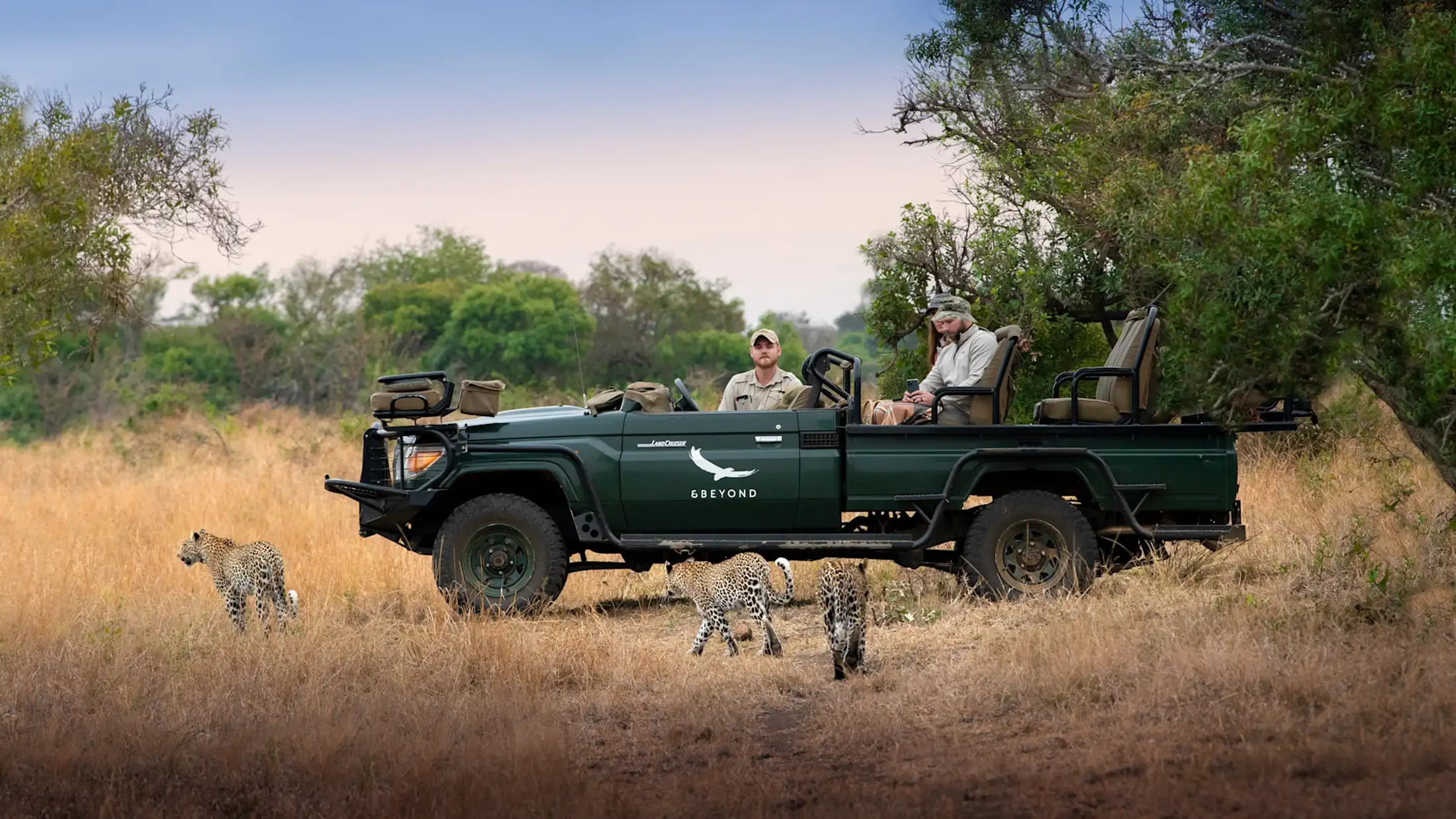 An &Beyond safari jeep next to leopards