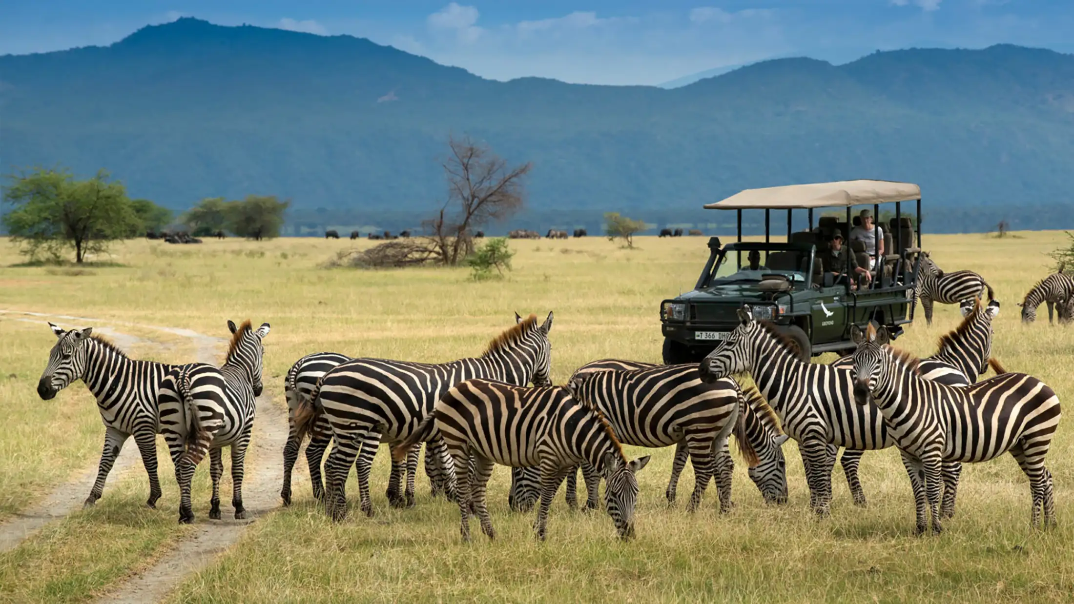 An &Beyond safari jeep next to zebras