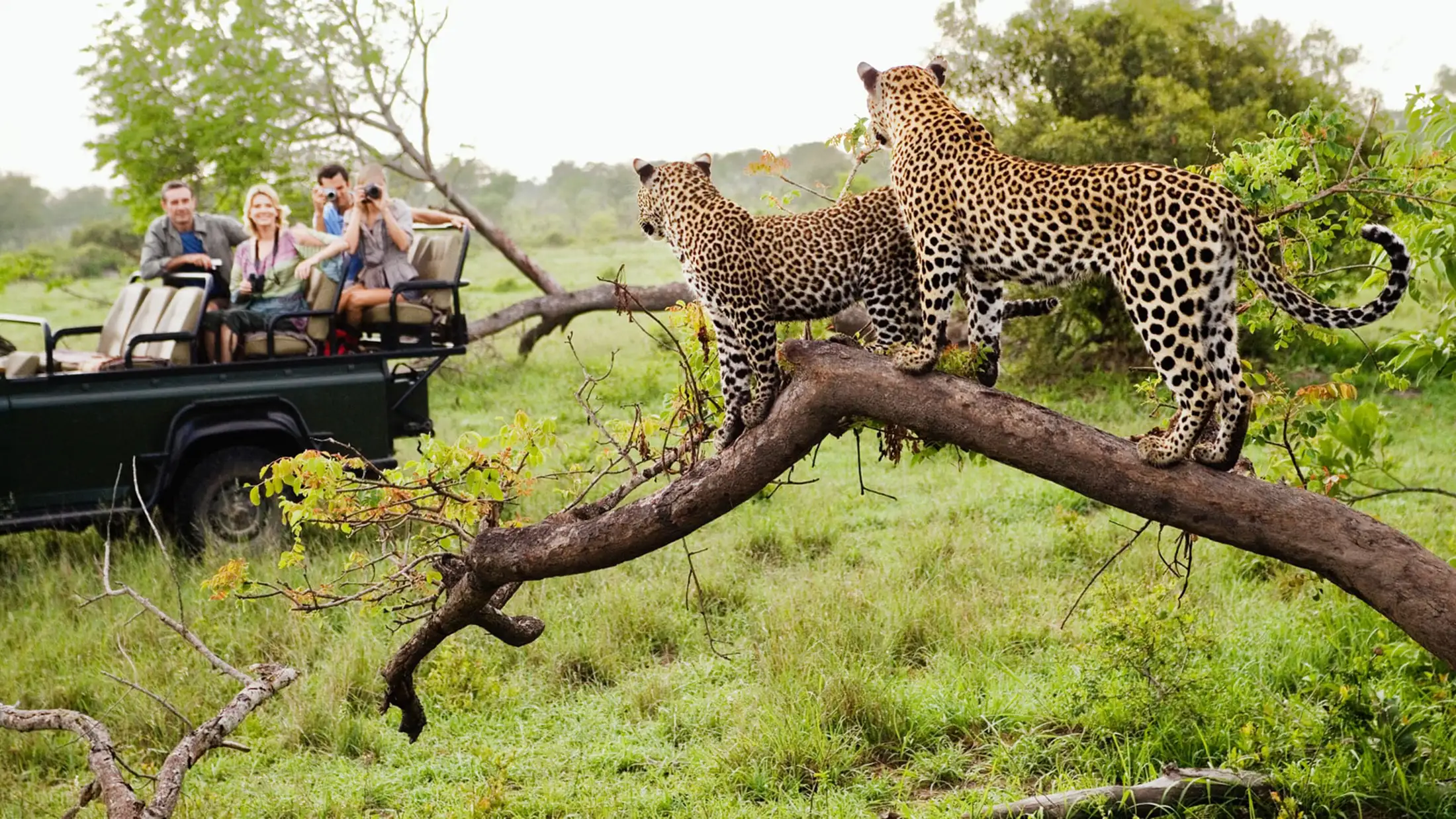 An &Beyond safari jeep next to leopards