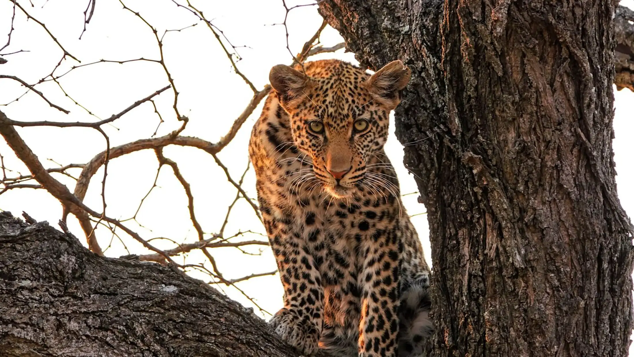A leopard peers from a tree in Kruger National Park