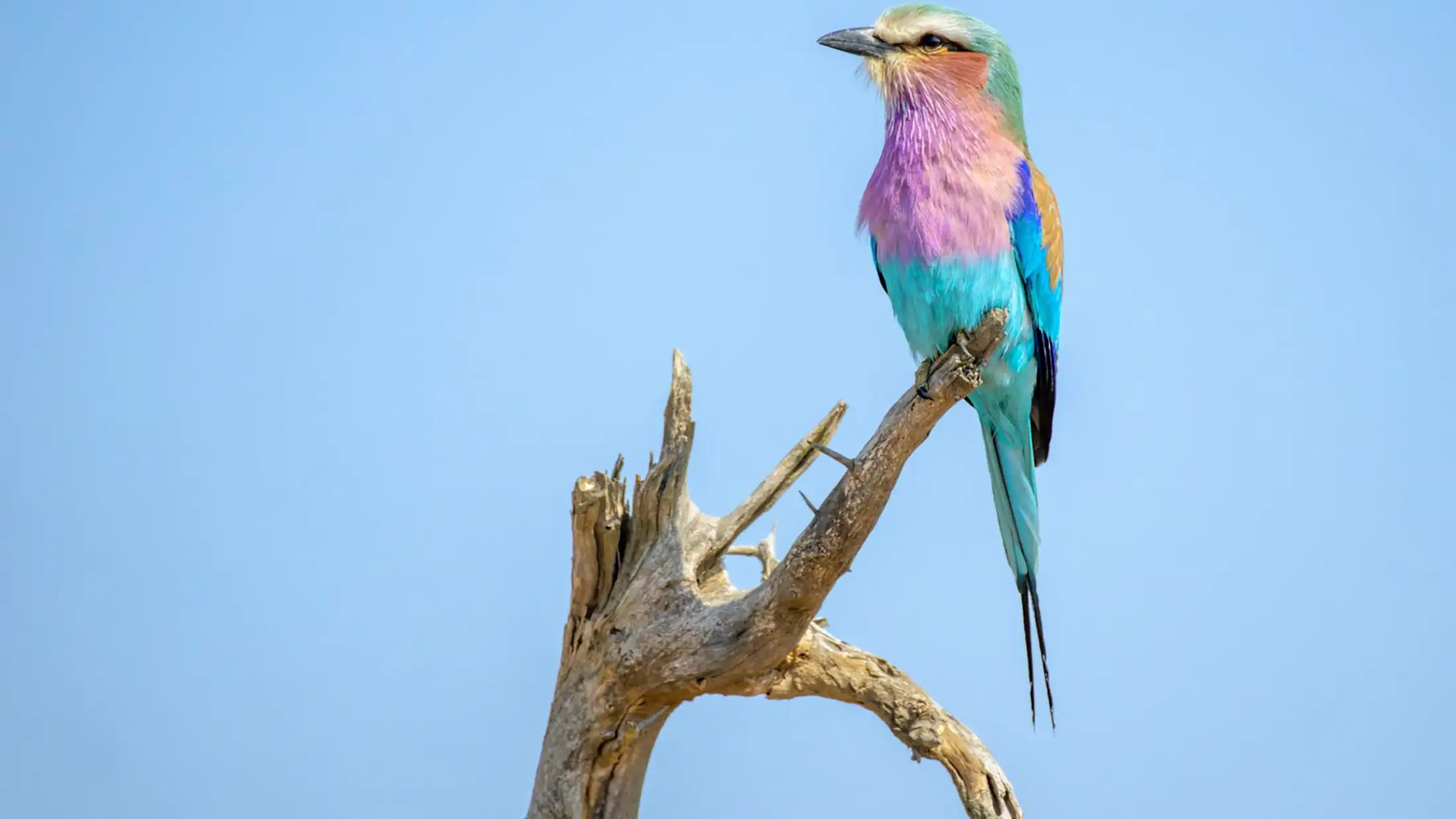A very colorful bird perched on a branch