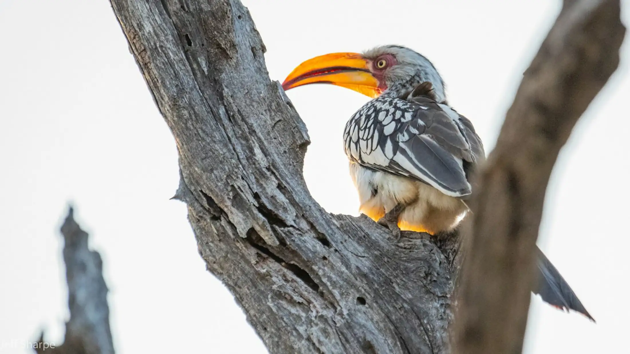 A bird with a long, orange beak in a tree